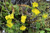 Sedum acre L.